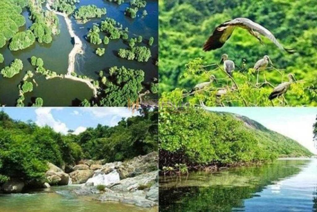 Hệ sinh thái rừng phước bửu bình châu