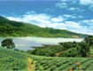 Đồi chè tâm châu