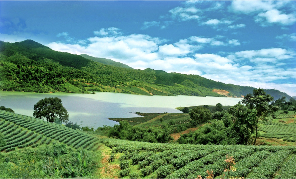 Đồi chè tâm châu