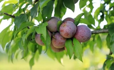 490033693 1063823075785764 158904928678471301 n