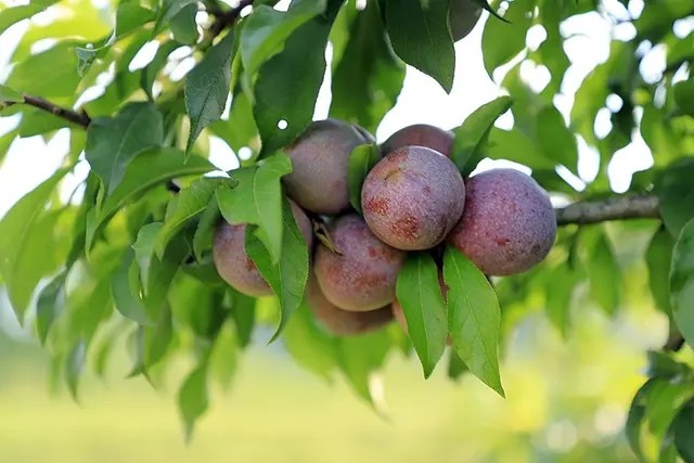 490033693 1063823075785764 158904928678471301 n